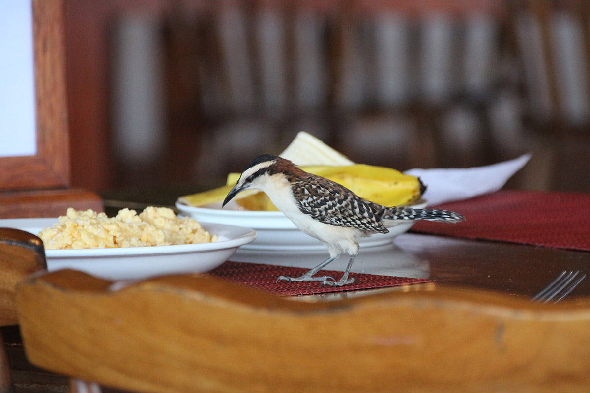 Rufous-naped wren, Rincon de la Vieja | Snappy Travels