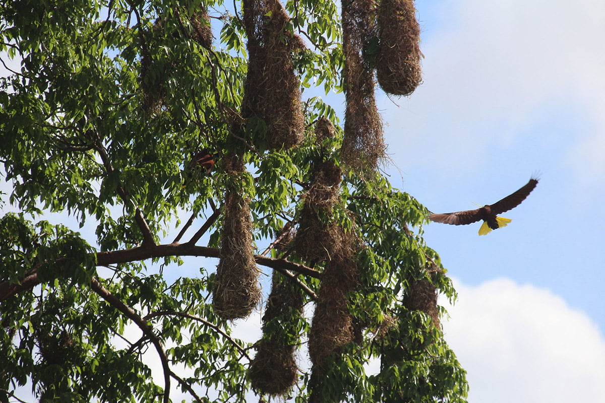 Montezuma oropendula nests | Snappy Travels