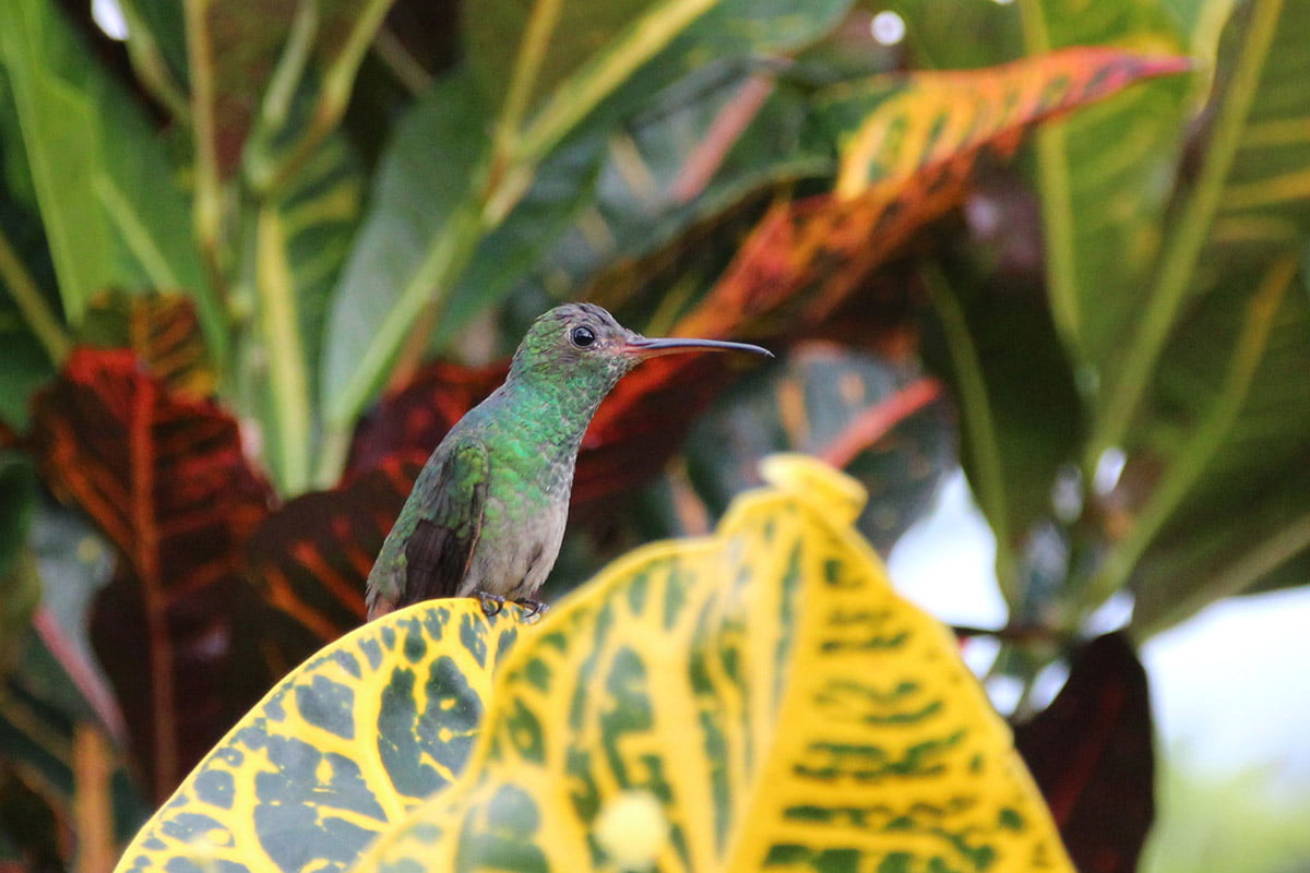 Hummingbird, Arenal | Snappy Travels