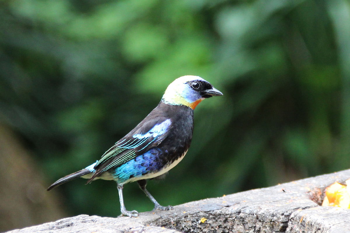 Golden-hooded tanager, Sarapiqui | Snappy Travels