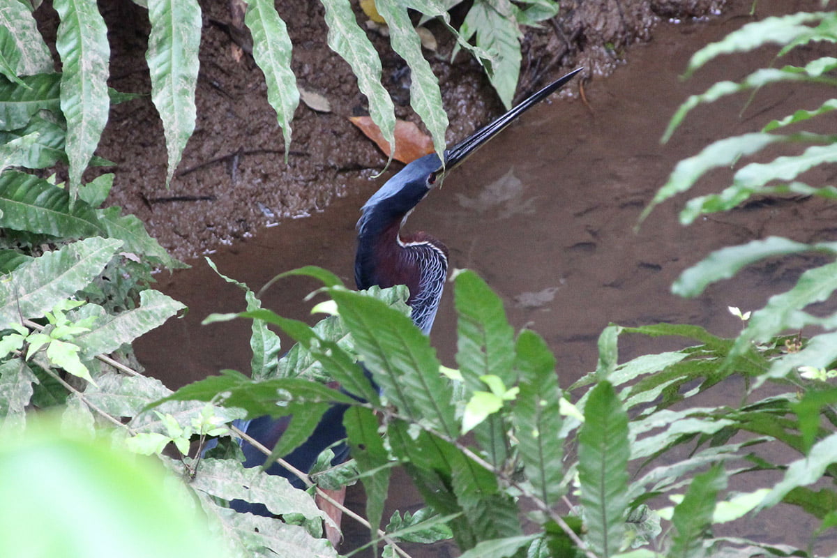 Agami heron, La Selva Biological Station, Sarapiqui | Snappy Travels