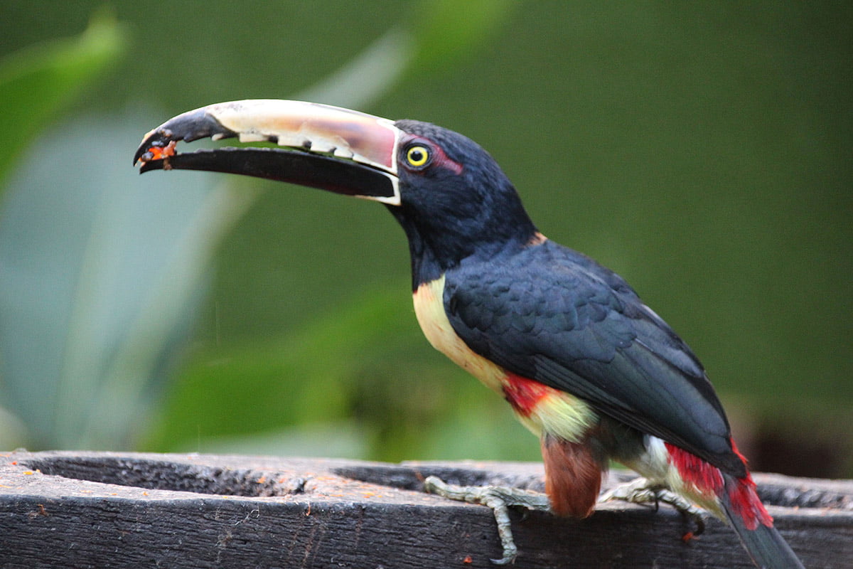 Collared Aracari toucan, Sarapiqui | Snappy Travels