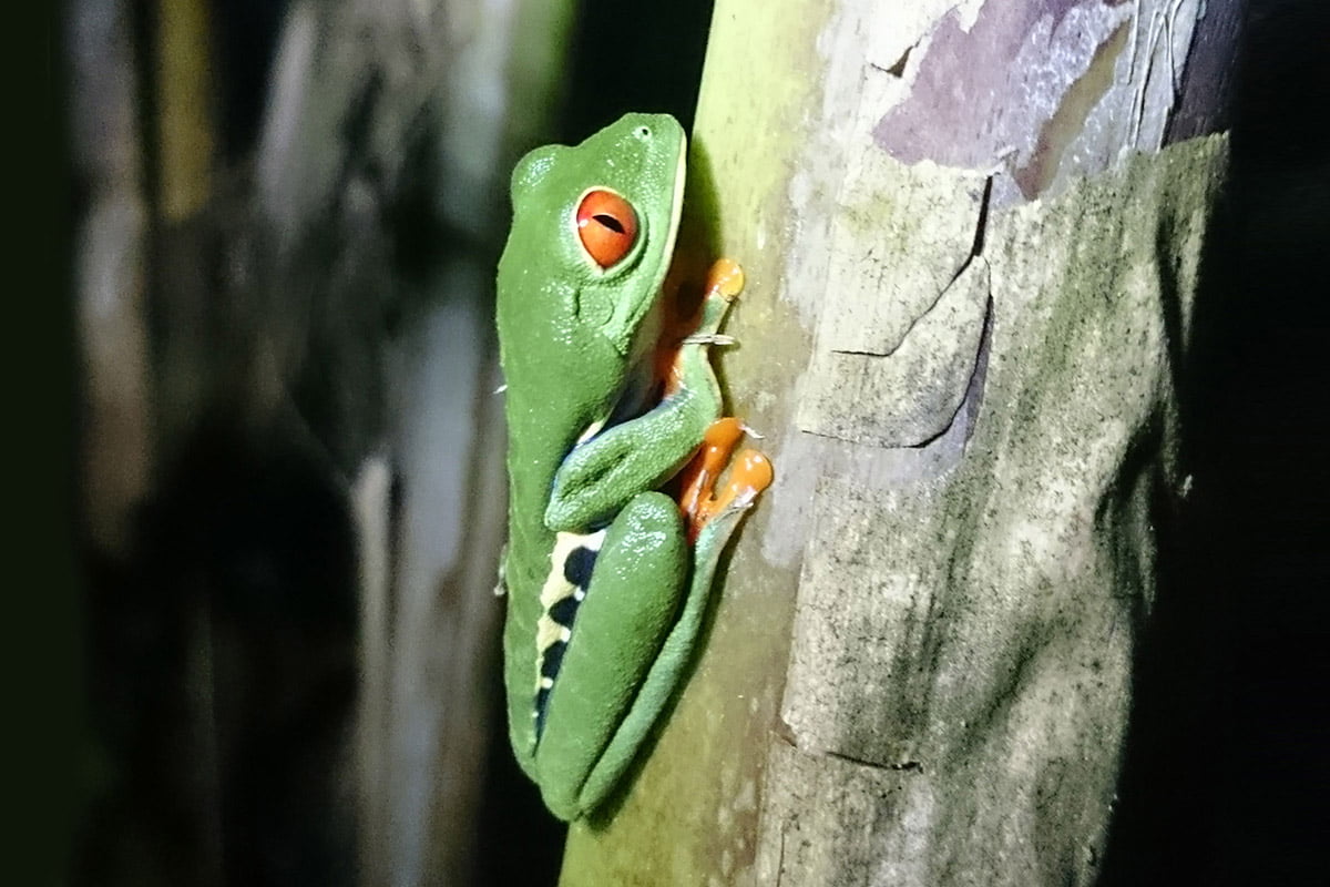 Red-eyed tree frog, Sarapiqui | Snappy Travels