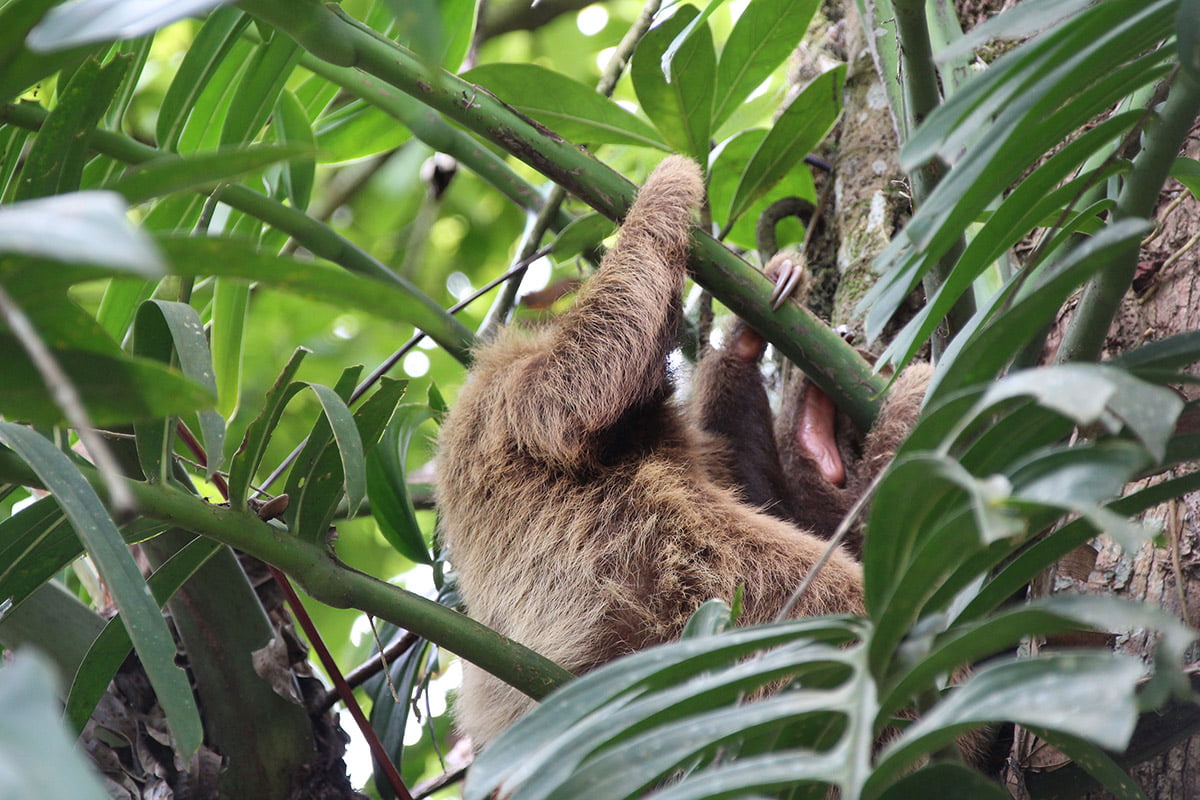 Two-toed sloth in tree | Snappy Travels