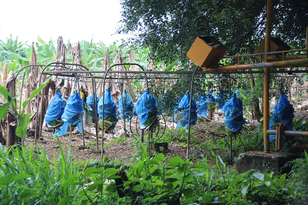 Banana transportation monorail, Limon province | Snappy Travels
