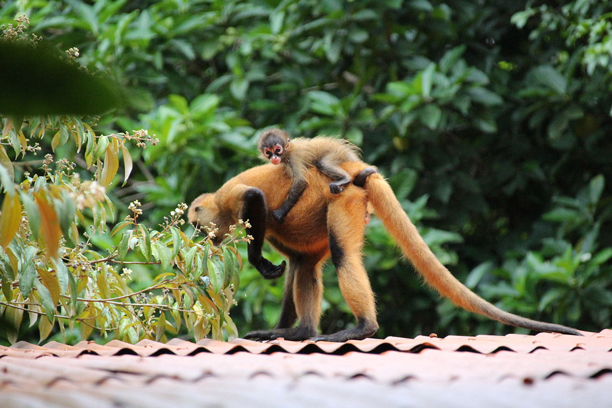 Spider monkeys on our accommoadtion roof, Tortuguero | Snappy Travels