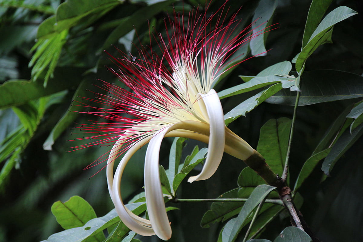 Pachira flower, Tortuguero National Park | Snappy Travels