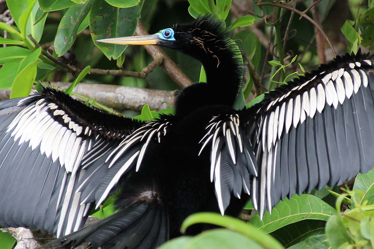 Anhinga snake bird drying its wings, Tortuguero National Park | Snappy Travels