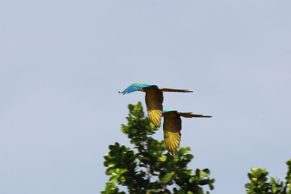 Great green macaws, Tortuguero village | Snappy Travels