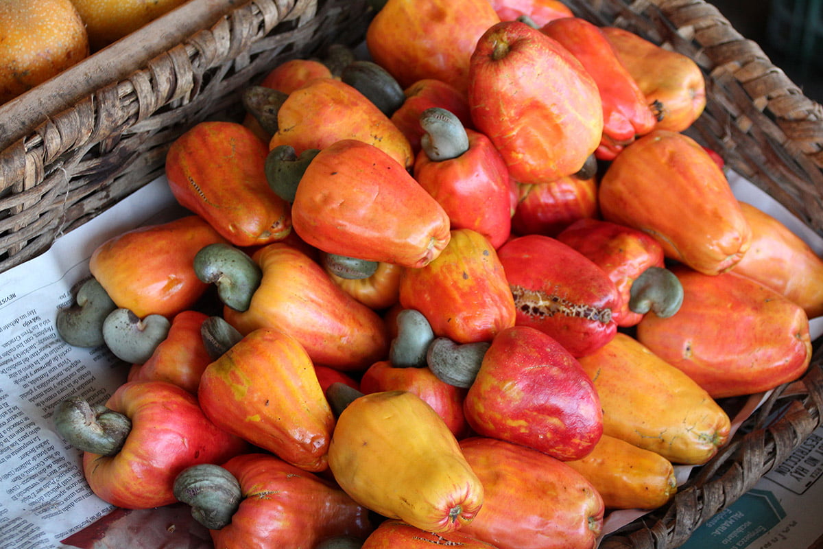 Cashew fruit, Alajuela province, Costa Rica | Snappy Travels
