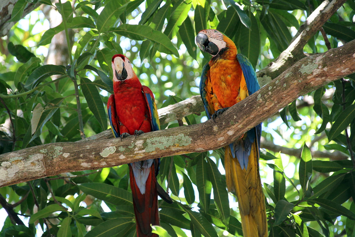 Scarlet macaws, Alajuela province, Costa Rica | Snappy Travels