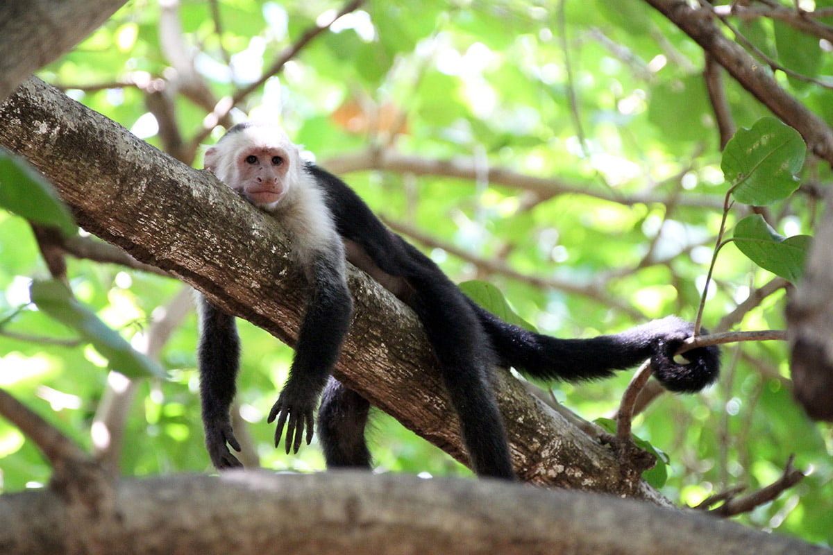 Capuchin monkey lounging, Guanacate | Snappy Travels