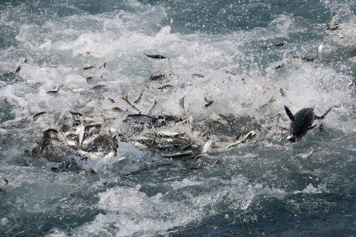 Sardines and tuna frenzy, Santa Rosa boat trip, Guanacaste | Snappy Travels