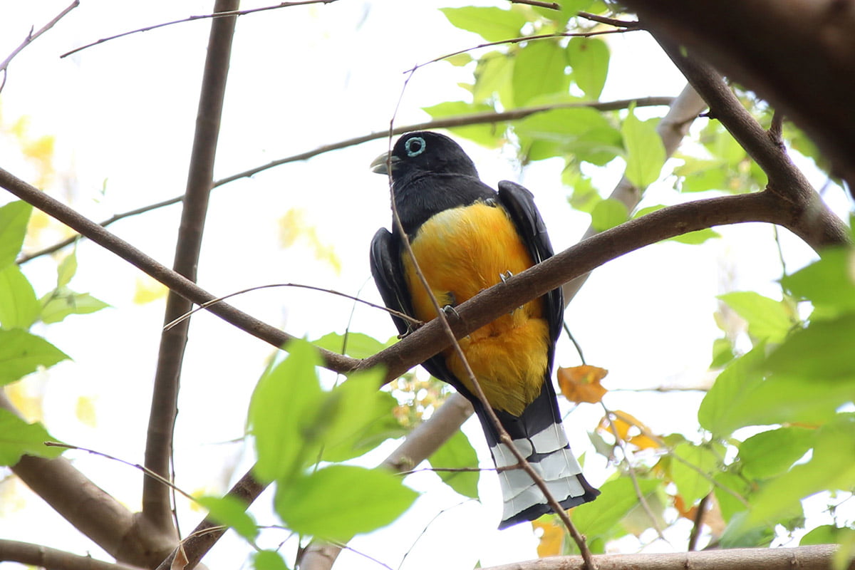 Black-headed trogon, Guanacaste | Snappy Travels