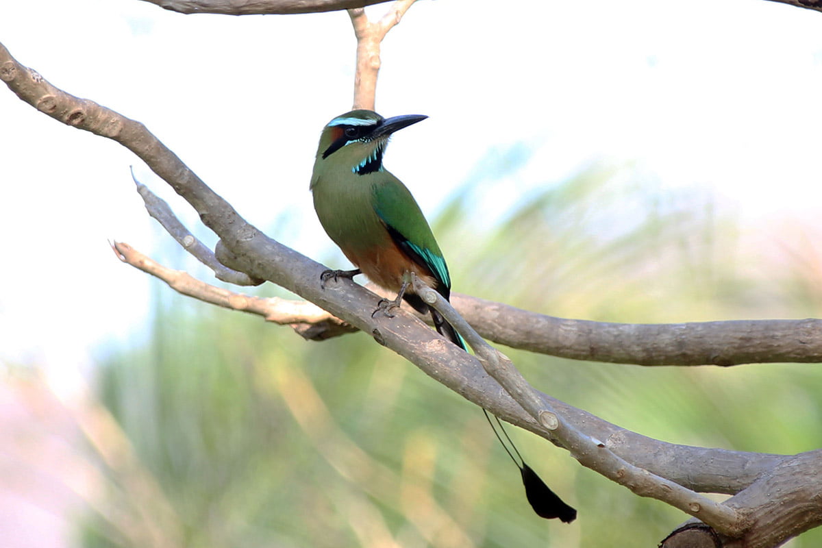 Turquoise-browed motmot, Guanacaste | Snappy Travels